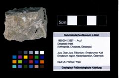 Foto (Objekt + Etikett) von Decapoda indet.  (NHMW-GEO-1990-0041-2657)